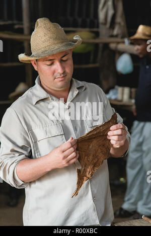 Ein Tabakbauer zeigt einer Gruppe von Touristen, wie kubanische Zigarren hergestellt werden. Stockfoto