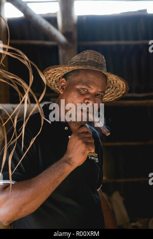 Eine kubanische Mann raucht eine frisch gerollte Montecristo Zigarre auf dem Bauernhof Tabak in Viñales, Kuba. Stockfoto