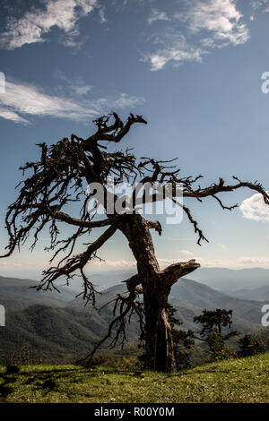 Gruselige Baum mit Blick auf die Blue Ridge Mountains. Stockfoto