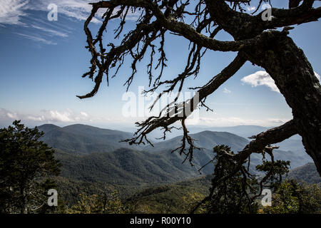 Gruselige Baum mit Blick auf die Blue Ridge Mountains. Stockfoto