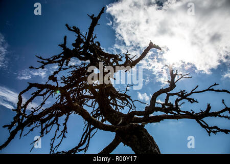 Gruselige Baum mit Blick auf die Blue Ridge Mountains. Stockfoto