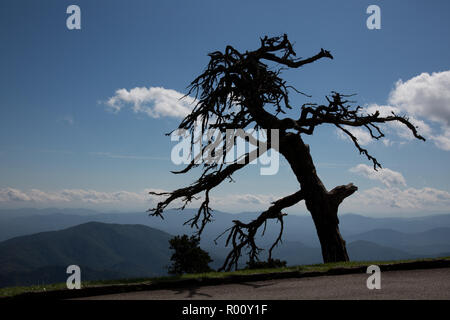 Gruselige Baum mit Blick auf die Blue Ridge Mountains. Stockfoto