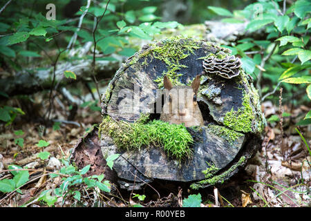 Peek buh! Eichhörnchen peeking aus seinem Haus in einer ausgehöhlten Baumstumpf. Stockfoto