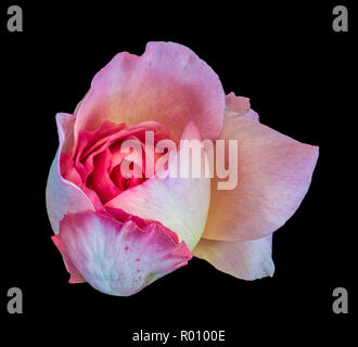 Kunst Stillleben Farben Blumen Vorderansicht Makro Foto des Inneren eines gelben weiße Rose Blüte mit detaillierten Textur auf schwarzem Hintergrund Stockfoto