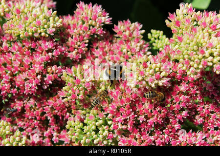 Sedum telephium. Herbst Landschaft. Blumen Herbst Freude. Hylotelephium telephium. Stockfoto