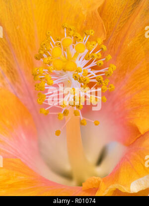 Blumen Farbe Makro Blume Bild eines der griffel eines isolierten blühenden Öffnen blau gelb rosa Hibiskus Blume, detaillierte Textur, lebendige Farben Stockfoto