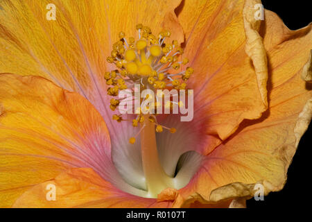 Floral hell Farbe Makro Blume Bild des Inneren eines isolierten blühenden Öffnen gelb rosa Hibiskus Blüte mit detaillierten Textur auf Schwarz Stockfoto