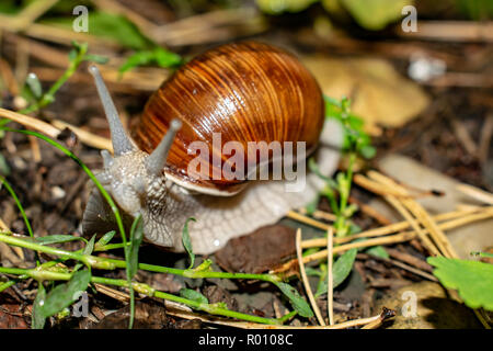 Große Schnecke in der Schale, Crawling entlang der Straße, Sommertag im Garten nach dem Regen Stockfoto