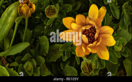 Surrealistische kunst Stillleben blume farbe vintage Bild eines offenen Goldgelb afrikanischen Kap daisy/Marguerite Blume mit Knospen und Pollen Stockfoto