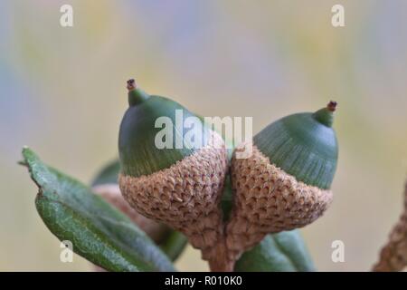 Ein paar der wachsenden Eicheln mit aufrecht in einer Eiche, mit einem Defokussierten Natur Hintergrund. Stockfoto