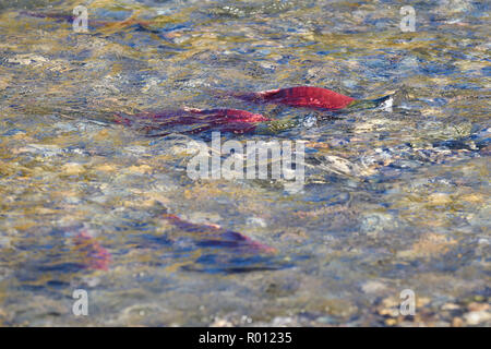 Lachse laichen, flacher Creek. Sockeye Lachse sammeln auf der Laich Betten in der Adams River, British Columbia, Kanada. Stockfoto