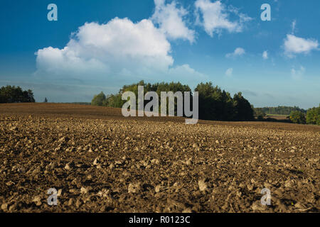 Landschaft mit Blick auf einen gepflügten Feldes mit Klumpen von einem Pinienwald bewachsen, unter blauem Himmel mit weißen Wolken. Polen im September. Aussicht, Schmierfilm Stockfoto