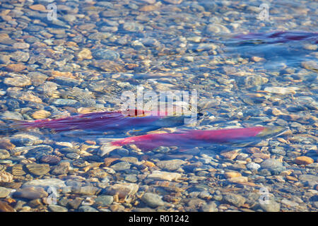 Sockeye Laichen, Adams River Untiefen. Sockeye Lachse sammeln auf der Laich Betten in der Adams River, British Columbia, Kanada. Stockfoto