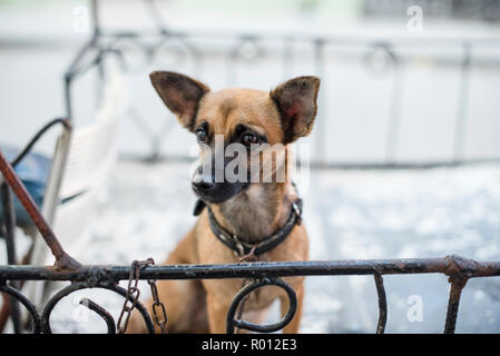 Ein kleiner Graben entspannt auf einem Anhänger an einem heißen Tag in Havanna, Kuba. Stockfoto