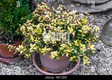 Grün und Gelb japanische Spindel bush (Euonymus japonicus) in einem roten Lehm Topf stehend auf einem blauen Stuhl mit abblätternder Farbe in den Garten im Hinterhof in der Na Stockfoto