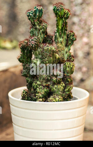 Saftige weißen Topf selektiven Fokus Nahaufnahme Cactus Stockfoto