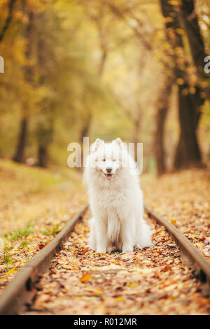 Samoyed Hund sitzt zwischen den Schienen auf die Bahn im Herbst Wald unter gelb Laub. Stockfoto