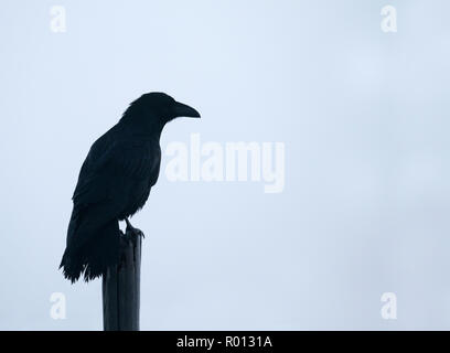 Ein einsamer Rabe (Corvus Corax) auf hölzernen Pfosten in der Morgendämmerung thront, Warwickshire Stockfoto