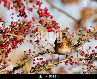 Eine Wacholderdrossel (Turdus pilaris Schlemmen auf roter Weißdorn-Beeren), Warwickshire Stockfoto