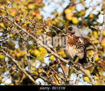 Eine Wacholderdrossel (Turdus pilaris) thront auf Niederlassung in Warwickshire orchard Stockfoto