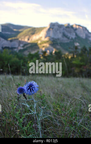 Thistle mit blauer Blume in den Französischen Alpen Stockfoto