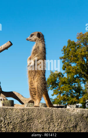 Ein Erdmännchen auf Patrouille und gegen den blauen Himmel an einem sonnigen Tag in Longleat Safari Park, Wiltshire, England, UK (103) Stockfoto