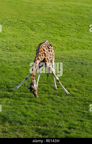 Junge giraffe Beweidung auf das Gras in Longleat Safari Park in Wiltshire, England, UK. Giraffen verteilen ihre langen Beine, um den Boden zu erreichen. (103) Stockfoto