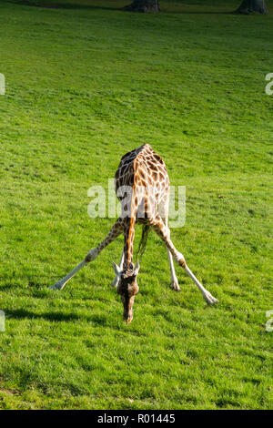 Junge giraffe Beweidung auf das Gras in Longleat Safari Park in Wiltshire, England, UK. Giraffen verteilen ihre langen Beine, um den Boden zu erreichen. (103) Stockfoto