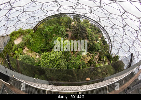 In der tropischen Biome an der beliebten Besucherattraktion Fohey das Eden Project, Cornwall, England. Stockfoto