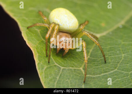 Araniella sp Spider aka Cucumber Green Spider sitzen auf Blatt. Tipperary, Irland Stockfoto