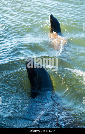 Kalifornischen Seelöwen Szene aus einem Boot in Longleat Safari Park, der Teil der Jungle Cruise sightseeing tour für Touristen und Besucher in Longleat, England, UK (103) Stockfoto