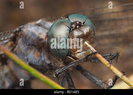 Nahaufnahme der Kopf eines männlichen Gekielt Skimmer Dragonfly (Orthetrum Coerulescens). Tipperary, Irland Stockfoto