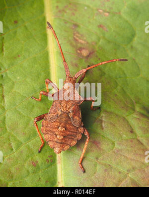 Dorsalansicht der Dock Bug Nymphe (Coreus Marginatus) sitzen auf dem Dock leaf. Tipperary, Irland Stockfoto