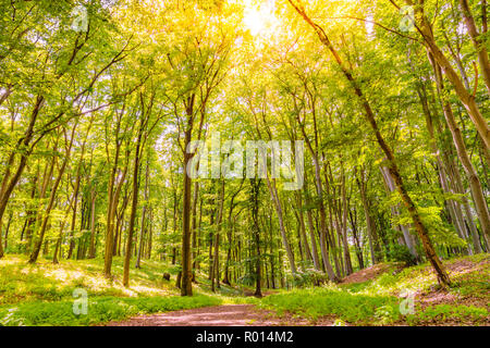 Schöner grüner Baum, Wald, Pfad und entspannte Stimmung. Sonnigen Tag, Sonne, Natur Szene Stockfoto