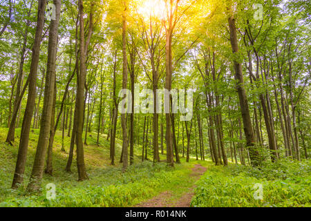 Schöner grüner Baum, Wald, Pfad und entspannte Stimmung. Sonnigen Tag, Sonne, Natur Szene Stockfoto