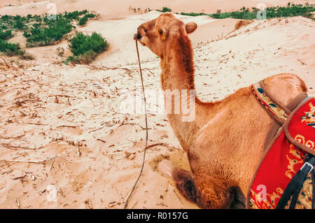 Baktrischen kamel Mongol Els Sanddünen in Uvurkhangai Aimag (Provinz) westlich von Ulaanbaatar, Mongolei ruhen Stockfoto