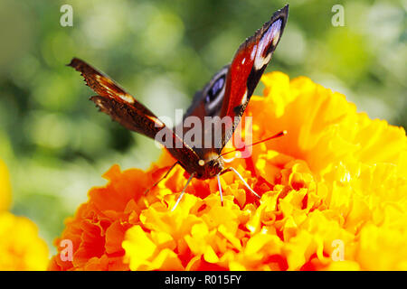 Makro von: butterfly Peacock eye sammeln Nektar auf ringelblumen. Sommer Konzept Stockfoto