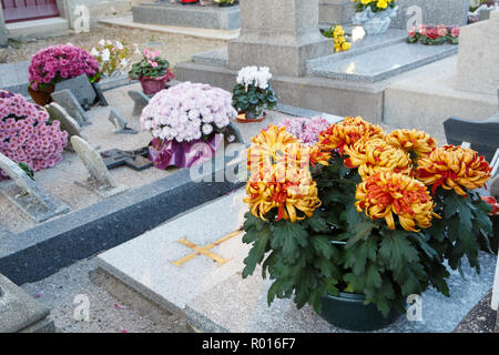 Chrysantheme Pflanzen auf Grabsteine für Allerheiligen Stockfoto