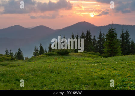 Srpuce und Kiefern auf einer grünen Wiese gegen Berggipfel mit mehreren Wolken bei Sonnenuntergang abgedeckt. Warmen Sommerabend. Marmarosh, Carpat Stockfoto