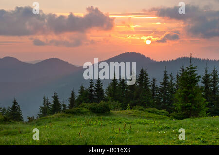 Srpuce und Kiefern auf einer grünen Wiese gegen Berggipfel mit mehreren Wolken bei Sonnenuntergang abgedeckt. Warmen Sommerabend. Marmarosh, Carpat Stockfoto