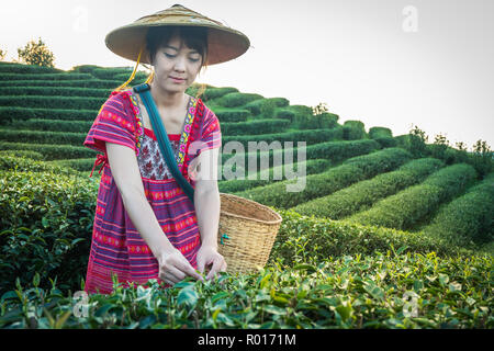 Frauen in den lokalen Hill Tribe holding Junge grüne Teeblätter auf einem Hügel am Abend bei Sonnenuntergang ray in Doi Mae Salong Mae Fah Luang Chiang Rai Thailand, ein Stockfoto