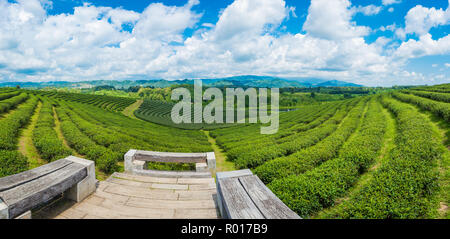 Landschaft Panorama der Tee Plantage bei Choui fong Farm, Chiang Rai, Thailand ist Top Reiseziele. Wahrzeichen von Chiang Rai Stockfoto