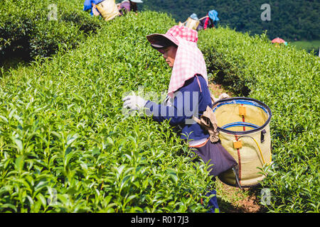CHIANG RAI, THAILAND - 25. SEPTEMBER: Hill Tribe haben Frauen einen Korb der Teeblätter auf Tee Plantage am 25. September 2018 auf einer Teeplantage bei 101 Stockfoto
