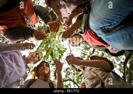 Gruppe Prüfung Blatt im Wald Stockfoto