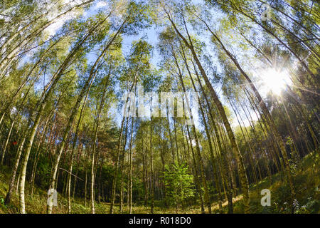 Anfang Herbst junge Wald mit goldenen Blätter im goldenen Licht der frühen Nachmittag. Stockfoto