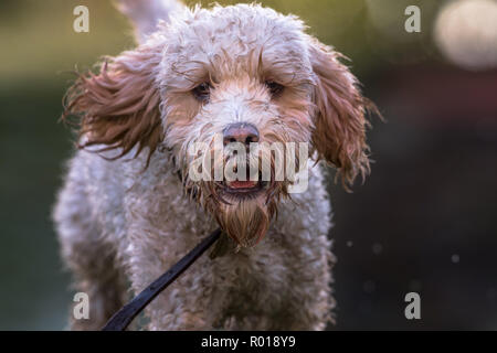 Young Cockapoo Hund Stockfoto