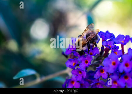 Biene auf kleine lila Blumen Stockfoto