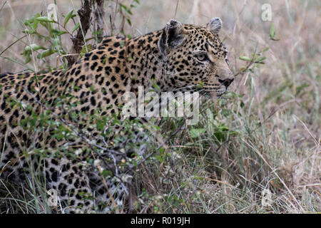 Close up Portrait von Leopard (Panthera pardus) im Sabi Sands, Krüger, Südafrika Stockfoto