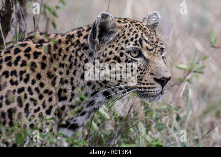 Close up Portrait von Leopard (Panthera pardus) im Sabi Sands, Krüger, Südafrika Stockfoto