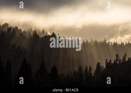 Ein küstenwald von Redwood Bäumen wächst in Nordkalifornien. Redwoods wachsen nur in einem begrenzten Bereich aufgrund der genauen Temperatur und Feuchtigkeit. Stockfoto